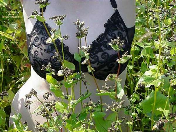 Pic #1Field of Dreams