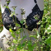 Pic #1Field of Dreams