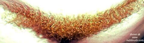 Pic #1Strawberry      Fields Forever 3