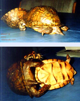 Pic #1X-rated Turtles