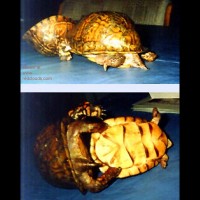 Pic #1X-rated Turtles