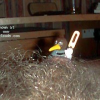 Pic #1M* My Little Man