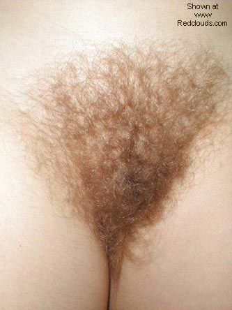 Pic #1BUSH VARIATIONS