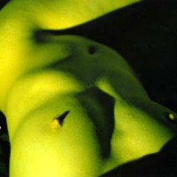 Artistic Nudes