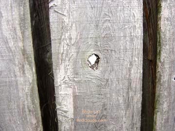 Pic #1M* More Neighbor Pics W/ My New Cam