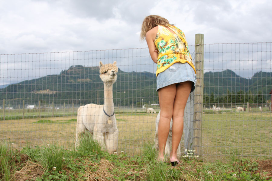 Pic #1Road Trip Alpaca Ranch