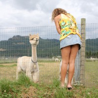 Pic #1Road Trip Alpaca Ranch