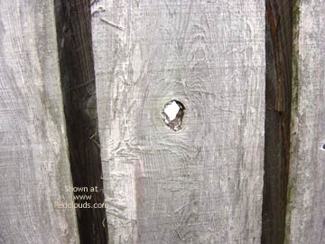 Pic #1M* My New Neighbor and Camera