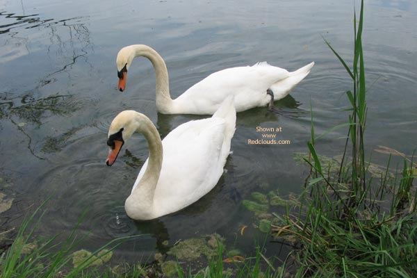 Pic #1M* Sunny Spring Day