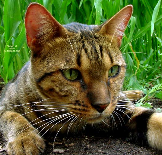 Pic #1Lai Fong - My Garden