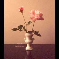Bella Miciona - Flowers and More