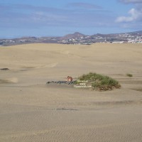 Pic #1Sand Dune Dudes