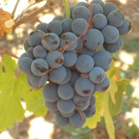 Pic #1 In The Vines In France