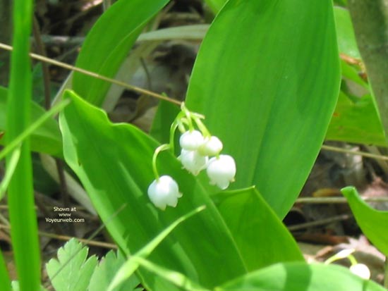 Pic #1Joli Mois De Mai