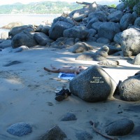 Pic #1Various From The Past