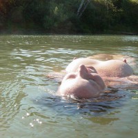 Floatin' By