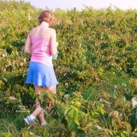 *HL Sxl: Pick Your Own