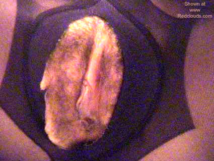 Pic #1Susanna Tutta Panna 2