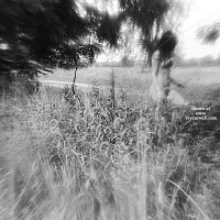 A Walk In The Woods