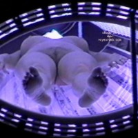 My g/f Tanning 2