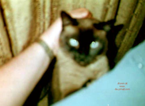 Pic #1Sasha      - My Sweet Pussy