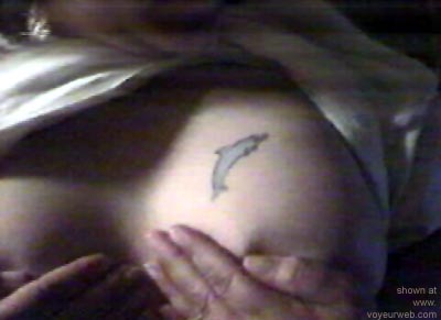 Pic #1pet Dolphin