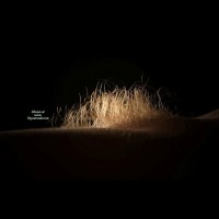 Golden Bush - Blonde Hair , Muff Close-up, Very Hairy Pussy, Hot Beaver, Blond Pubic Hair, Pussy Hair Close Up, Pubic Hair, Enlightened Bush