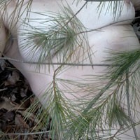Pic #1 Pine Away - Outdoors, Medium Tits