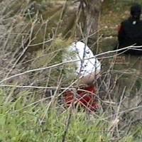 Pic #1Piss In The Bushes