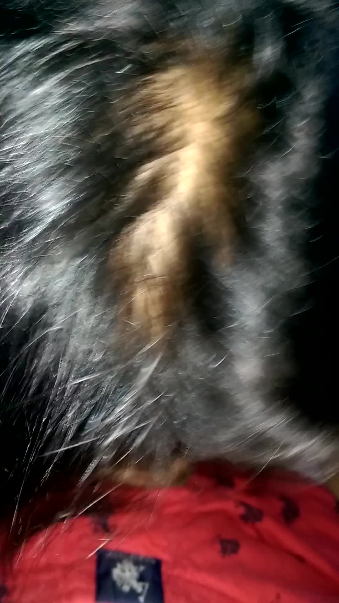Pic #1Loves My Cock - Brunette, Blowjob, Wife/wives