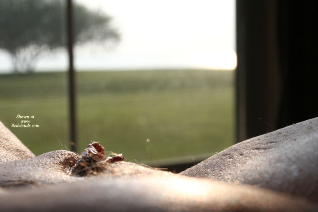 Pic #1Just Missed Him!