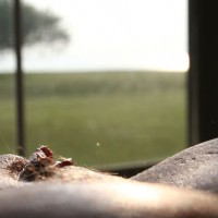 Pic #1Just Missed Him!