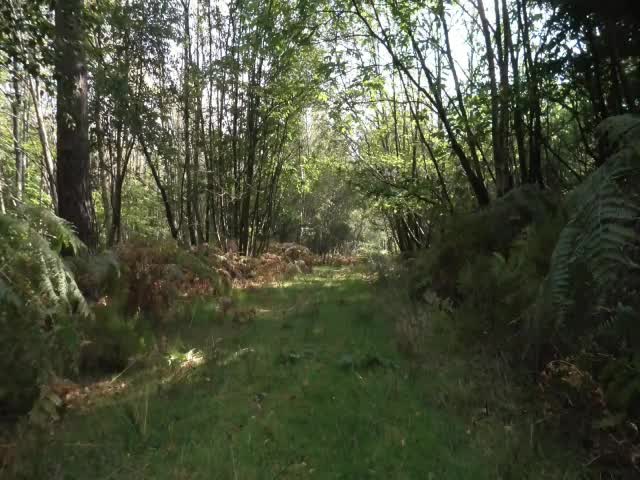 Pic #1Outdoors in the woods - Amateur, Beautiful Ass, Brunette, Firm Ass, Hard Nipples, Medium Tits, Natural Tits, Nude Amateurs, Nude Girls, Pussy, Sexiest Legs, Shaved, Outdoors