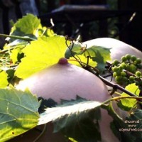 Pic #1Nature Studies