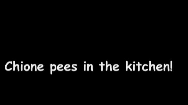 Pic #1Chione pees in the kitchen