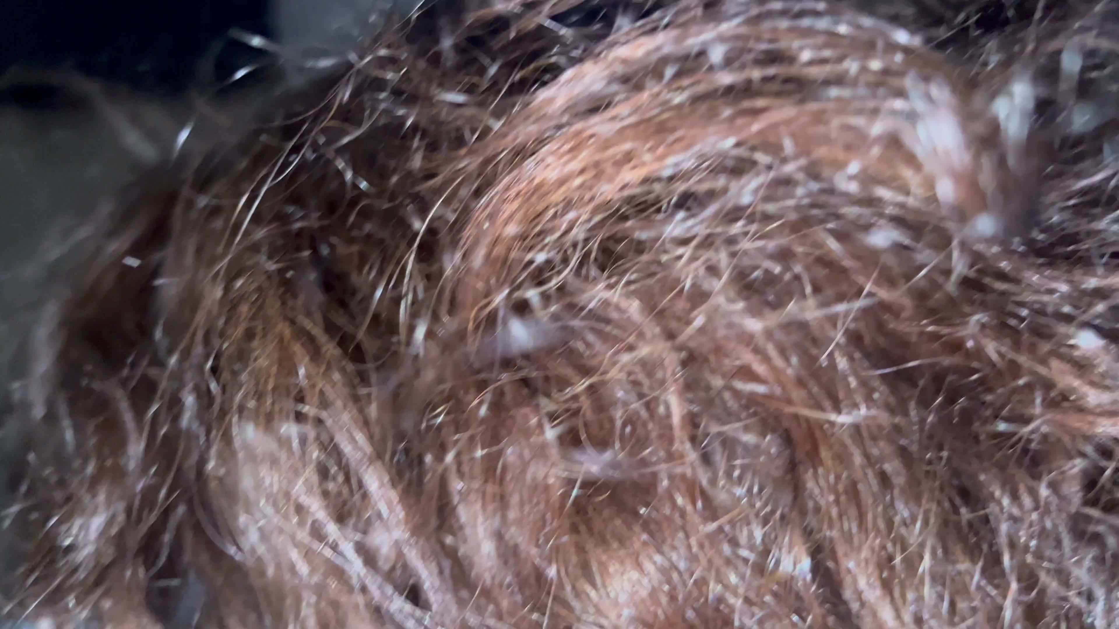 Pic #1La vieja mamando