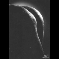 Closeup - Black And White, Close Up, Rear View, Wet