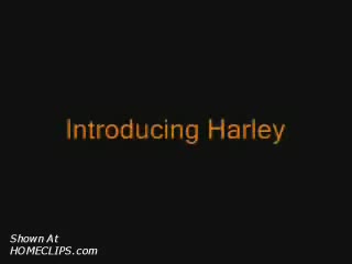 Pic #1Introducing Harley