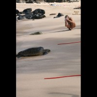 Pic #1 Pics From Hawaii