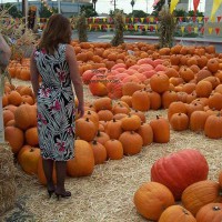 Pic #1*NY Upskirt at The Pumpkin Patch!