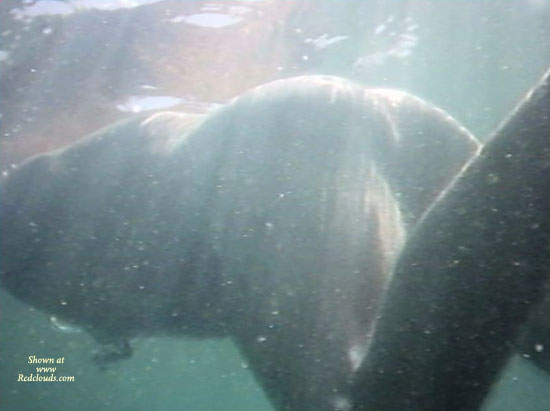 Pic #1Underwater