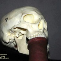 Pic #1Don&#39;t Wait Too Long