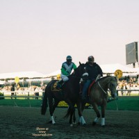 Pic #1 In Memory Of Barbaro